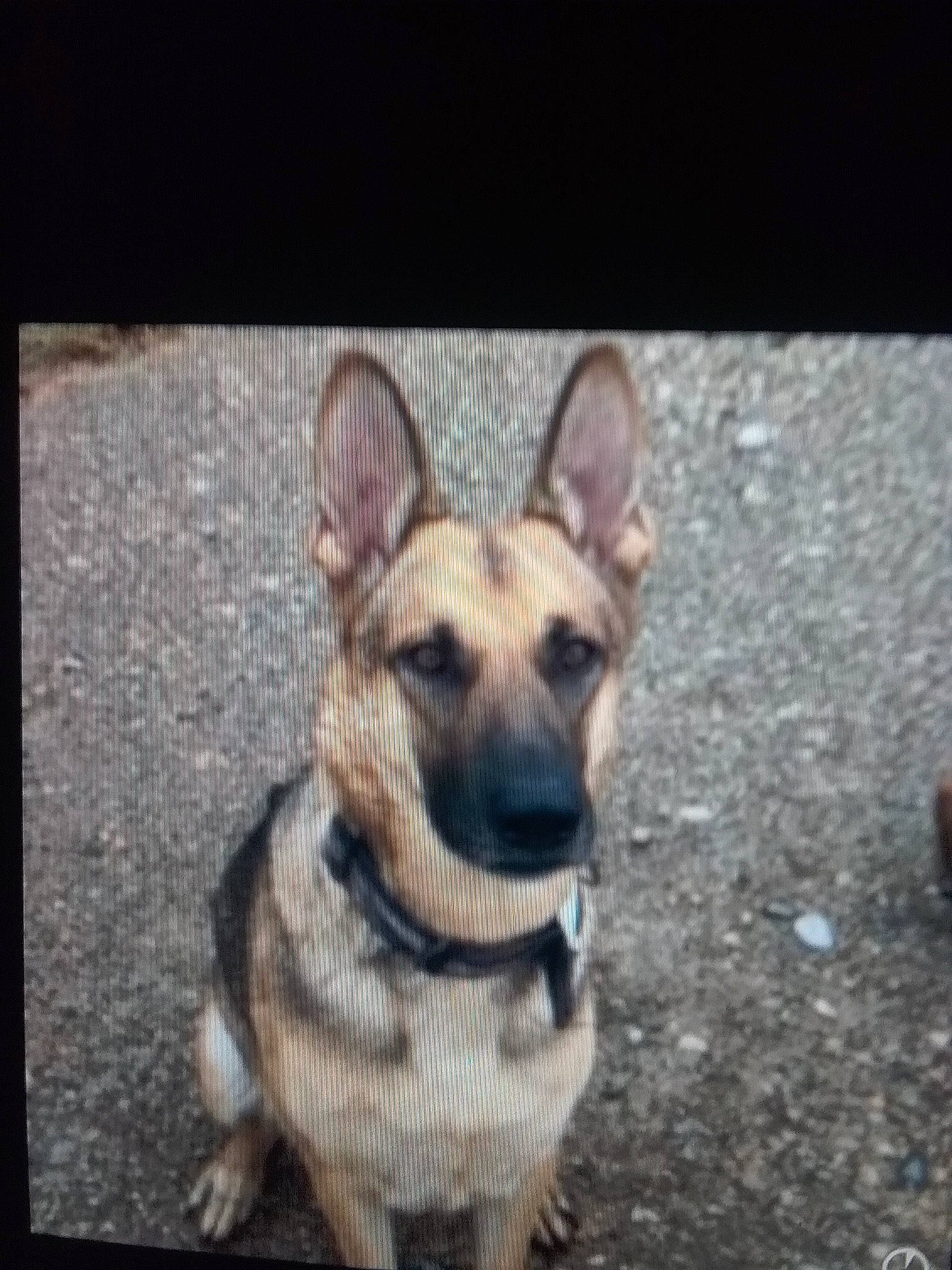 Kia is registered to the contest to win money with this photo: belgian_shepherd_malinois, canidae, carnivore, dog, dog_breed, east_european_shepherd, fawn, german_shepherd_dog, king_shepherd, kunming_wolfdog, mammal, norwegian_elkhound, old_german_shepherd_dog, police_dog, rare_breed_dog, shiloh_shepherd_dog, snout, vertebrate, working_dog