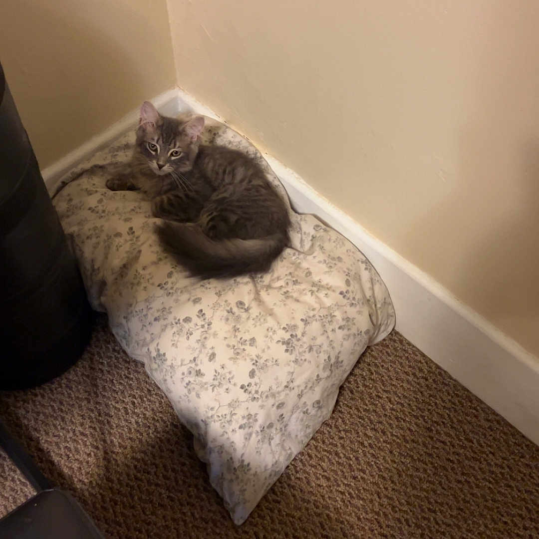 Theo joined the competition — help win amazing prizes! animal, carpet, cat, corner, cozy, curious, domestic, feline, floral_pattern, fur, gray, indoor, looking, pet, pillow, relaxed, resting, soft_lighting, tabby, wall