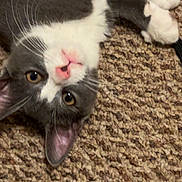 Charlie joined the competition — help win amazing prizes! cat, gray, white, pet, animal, carpet, lying_down, upside_down, cute, whiskers, pink_nose, feline, indoor, close_up, playful, fur, ears, eyes, paws, relaxed