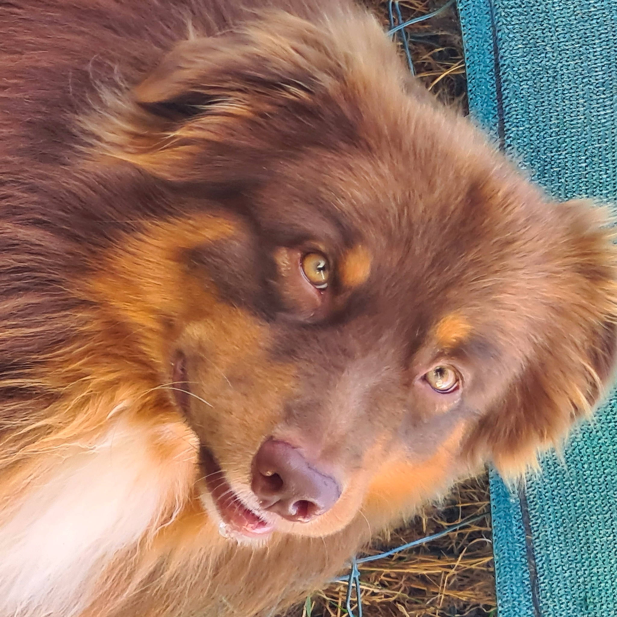 Willow participe au concours pour gagner de l'argent avec cette photo : ancient_dog_breeds, canidae, carnivore, companion_dog, dog, dog_breed, fawn, fur, jaw, liver, pet_supply, photography, shout, snout, sporting_group, terrestrial_animal, whiskers, working_animal, working_dog