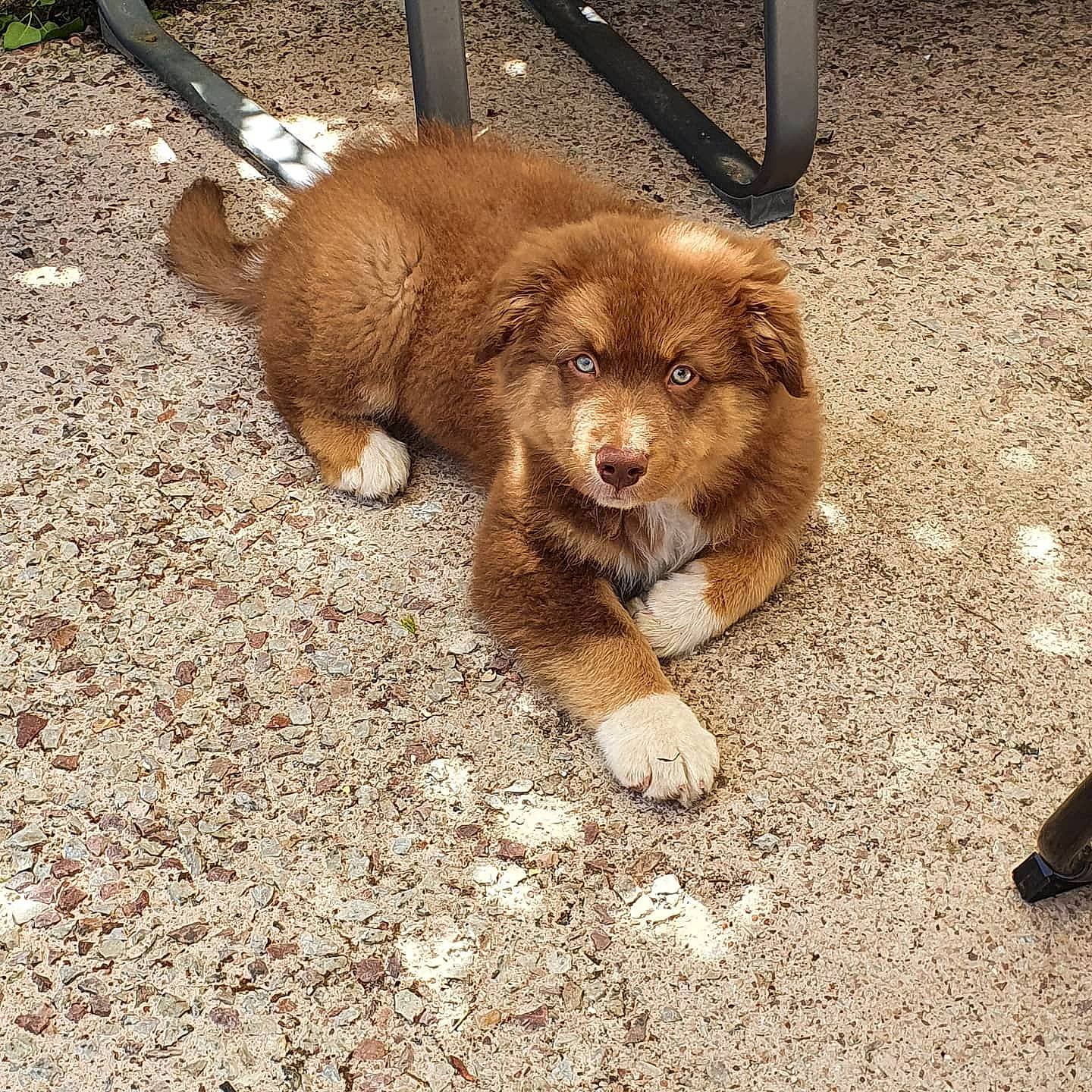 Willow participe au concours pour gagner de l'argent avec cette photo : canidae, carnivore, companion_dog, dog, dog_breed, fawn, mammal, miniature_australian_shepherd, paw, puppy, sporting_group, vertebrate