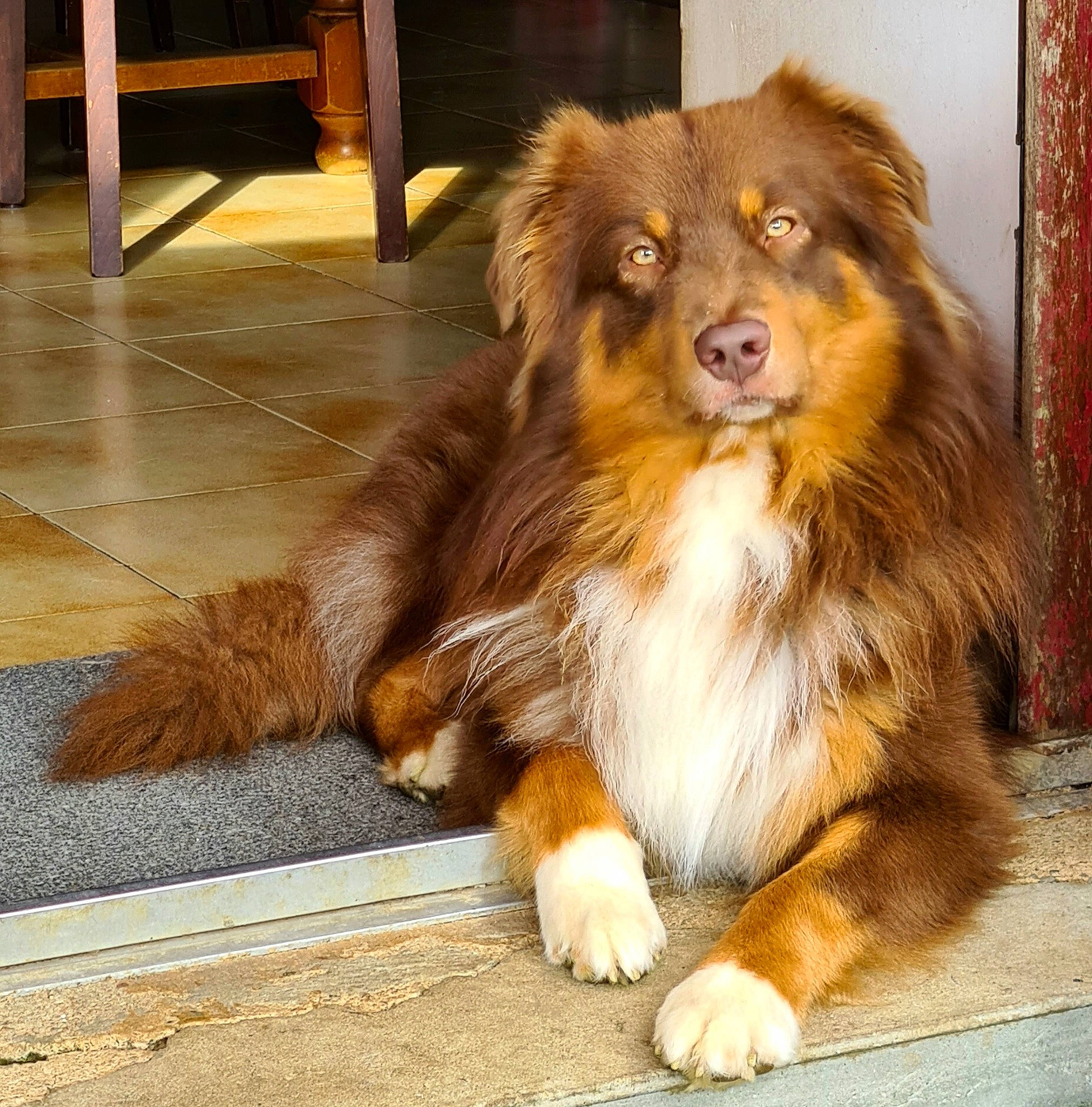 Willow participe au concours pour gagner de l'argent avec cette photo : ancient_dog_breeds, canidae, carnivore, chair, companion_dog, dog, dog_breed, flooring, fur, giant_dog_breed, hardwood, herding_dog, liver, snout, sporting_group, terrestrial_animal, whiskers, wood, working_animal, working_dog