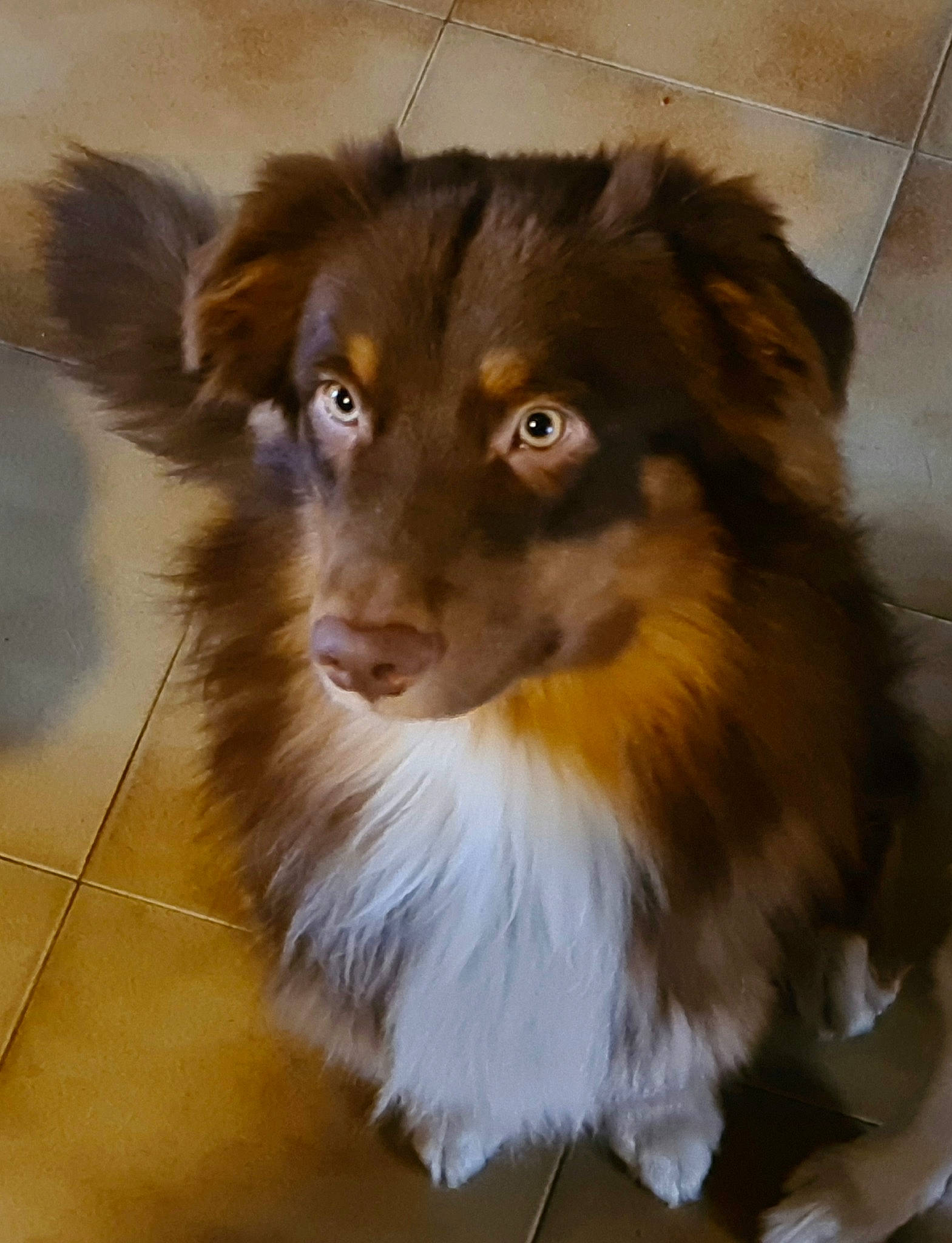 Willow participe au concours pour gagner de l'argent avec cette photo : ancient_dog_breeds, balance, canidae, carnivore, collie, companion_dog, dog, dog_breed, fawn, fur, herding_dog, liver, rough_collie, scotch_collie, snout, sporting_group, terrestrial_animal, whiskers, working_animal, working_dog