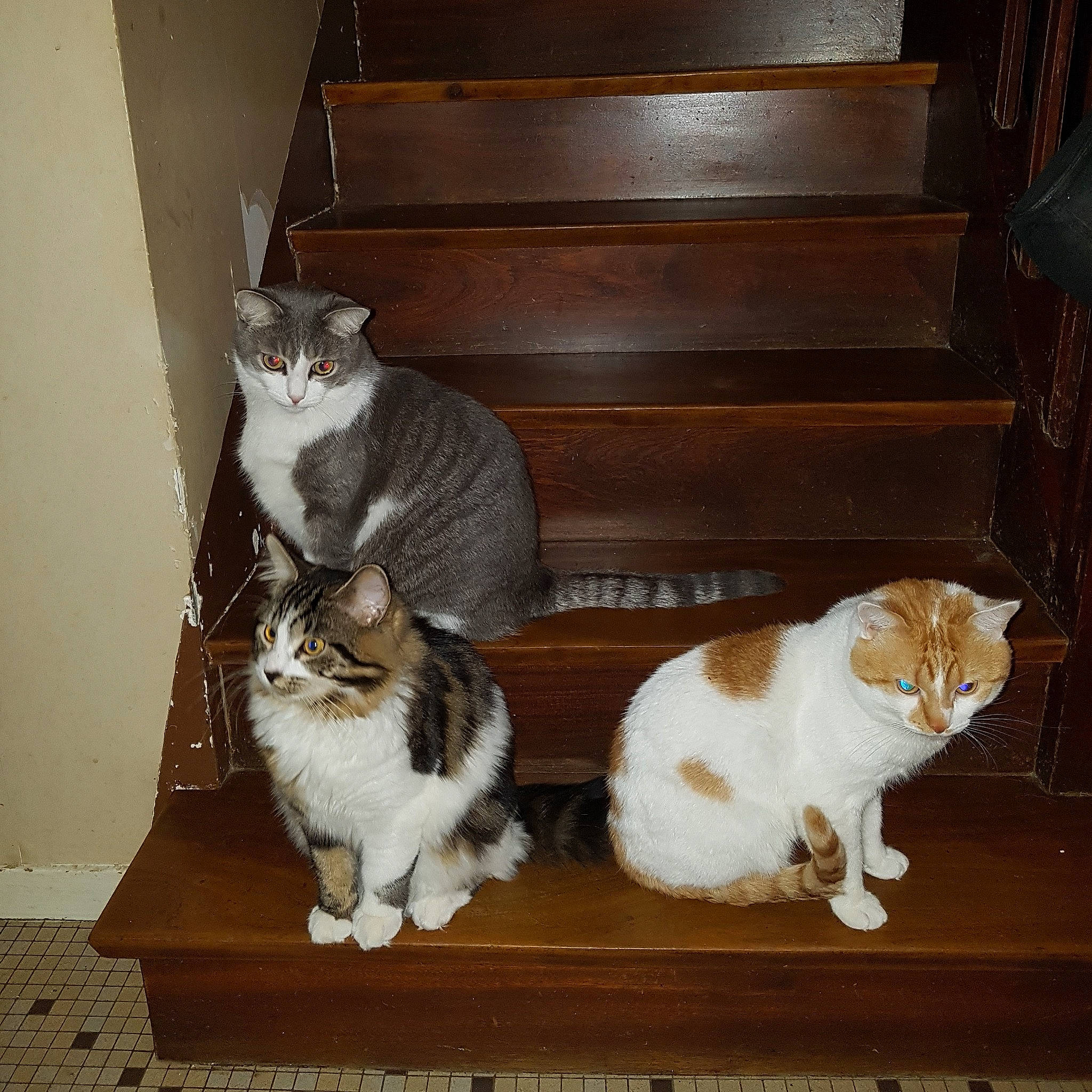 Sanka participe au concours pour gagner de l'argent avec cette photo : aegean_cat, american_curl, american_shorthair, american_wirehair, asian, carnivore, cat, cymric, domestic_short_haired_cat, european_shorthair, felidae, fur, mammal, polydactyl_cat, small_to_medium_sized_cats, tabby_cat, tail, whiskers, wood