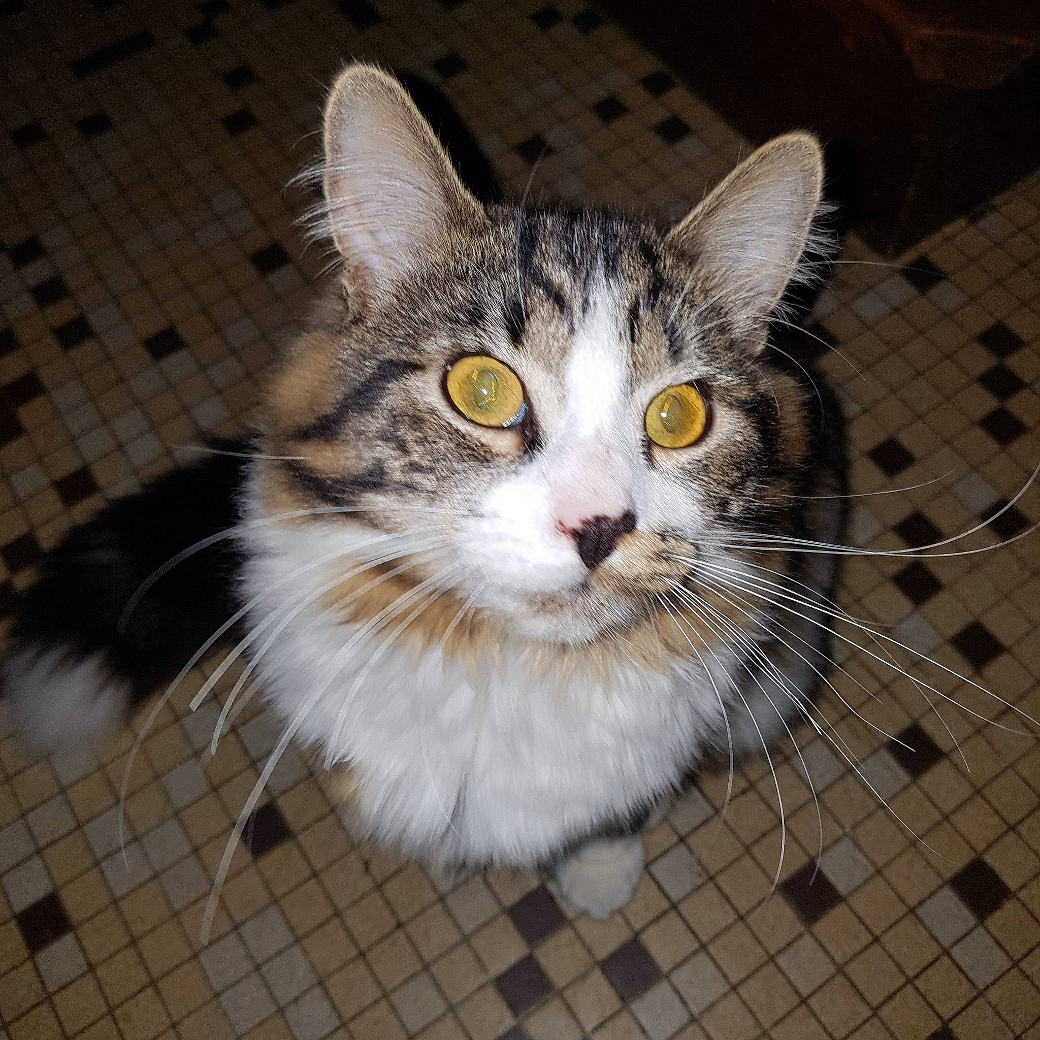 Sanka a rejoint le concours — aidez-le/la à gagner de superbes lots ! aegean_cat, american_shorthair, american_wirehair, animal_shelter, asian, carnivore, cat, domestic_long_haired_cat, domestic_short_haired_cat, european_shorthair, eye, felidae, kitten, mammal, norwegian_forest_cat, small_to_medium_sized_cats, tabby_cat, vertebrate, whiskers, wild_cat