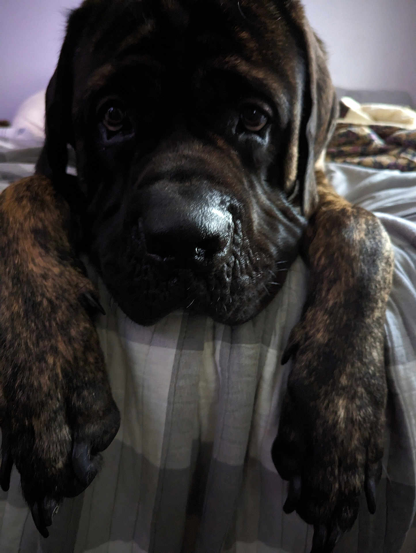 Beastly joined the competition — help win amazing prizes! dog, brindle, pet, bed, paws, close_up, animal, resting, indoor, sleepy, canine, fur, nail, portrait, looking, comfort, soft_light, home, cute, expression