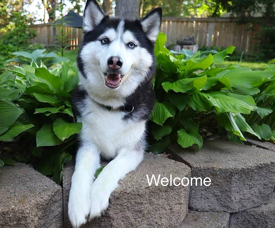 Dakota joined the competition — help win amazing prizes! ancient_dog_breeds, canidae, canis, carnivore, collar, companion_dog, dog, dog_breed, fur, grass, herding_dog, non_sporting_group, plant, siberian_husky, sled_dog, snout, sporting_group, tree, working_animal, working_dog