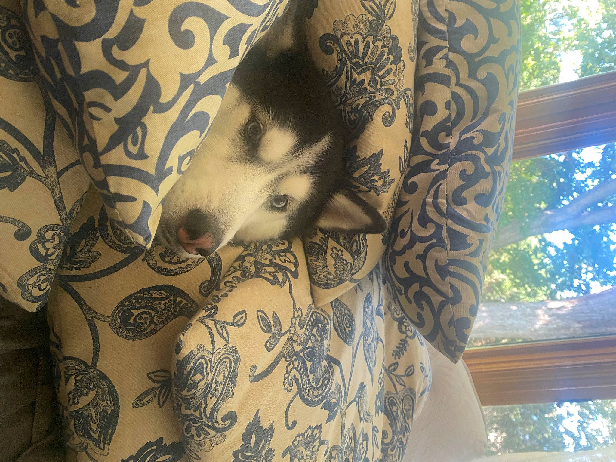 Dakota is registered to the contest to win money with this photo: carnivore, comfort, companion_dog, couch, dog, dog_breed, eye, fawn, felidae, head, human_leg, interior_design, linens, pattern, sleeve, snout, textile, thigh, tree, whiskers