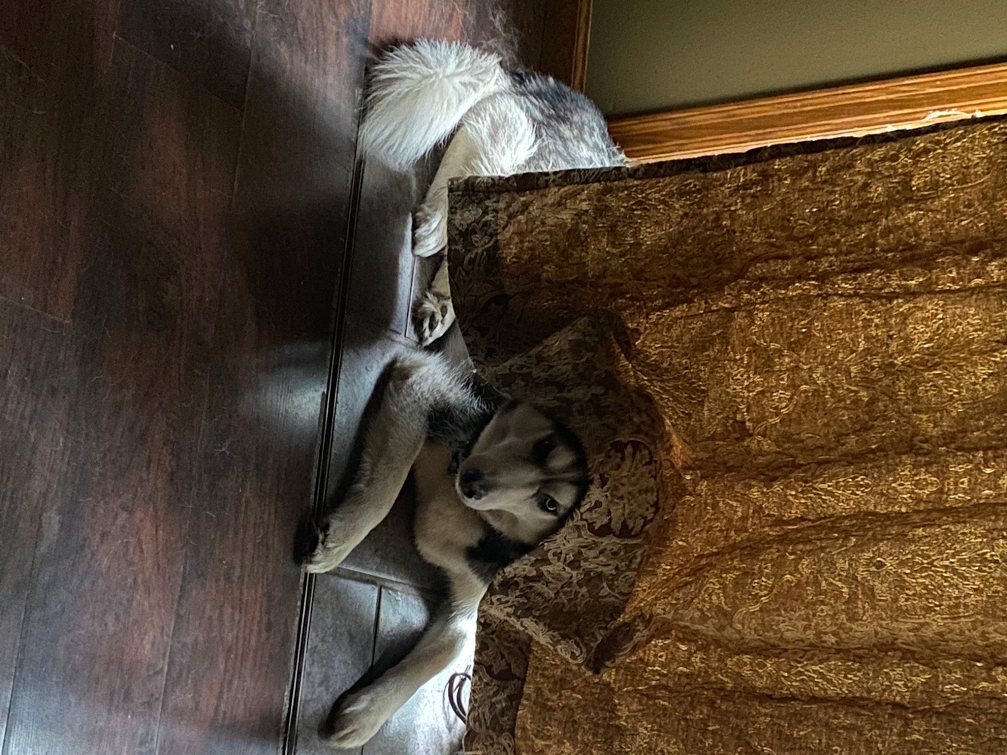 Dakota is registered to the contest to win money with this photo: carnivore, comfort, door, fawn, felidae, flooring, fur, grey, hardwood, house, metal, sculpture, small_to_medium_sized_cats, snout, sporting_group, tail, tints_and_shades, visual_arts, whiskers, wood