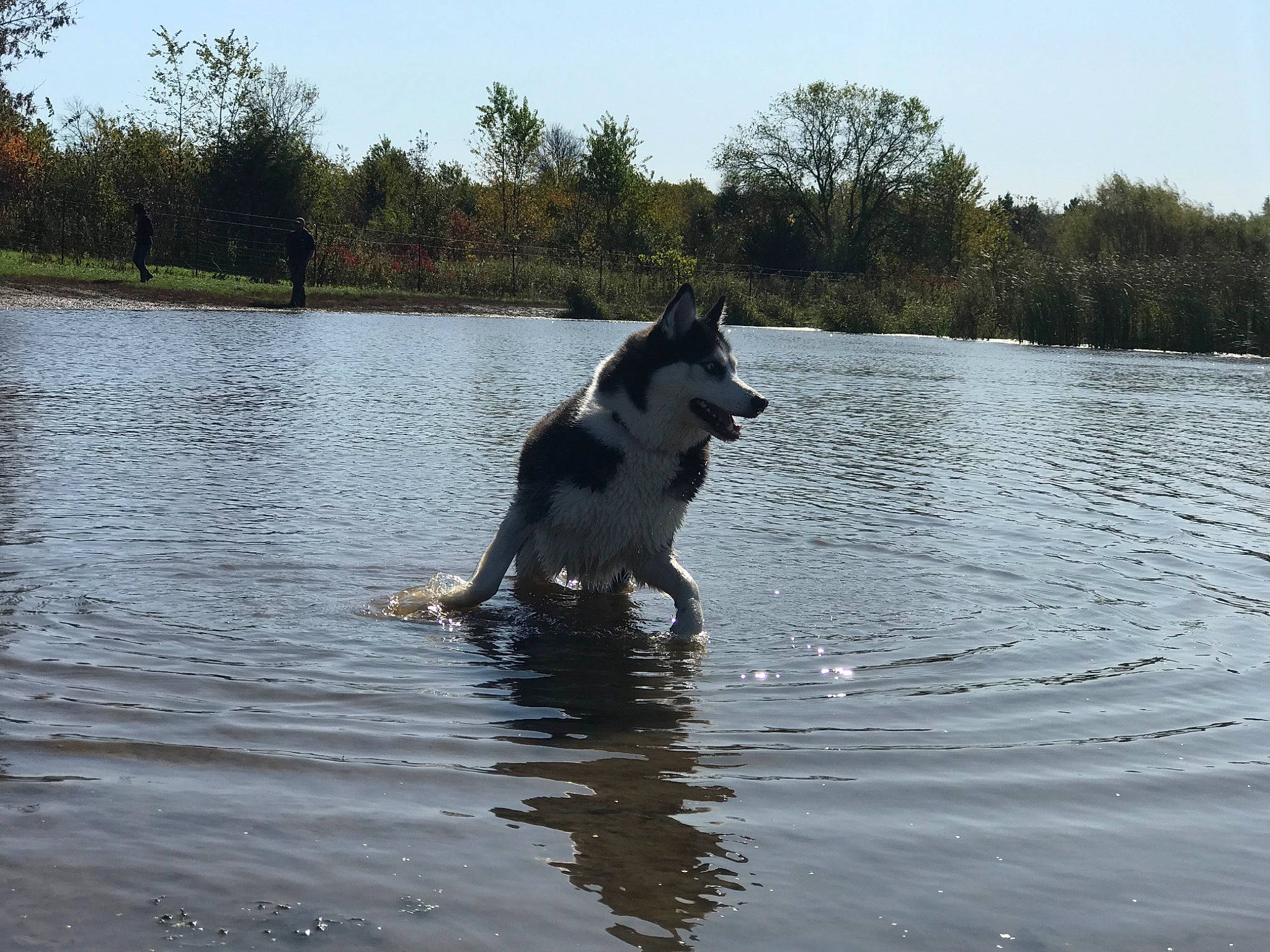 Dakota is registered to the contest to win money with this photo: art, canidae, carnivore, companion_dog, dog, dog_breed, herding_dog, lacustrine_plain, lake, liquid, plant, recreation, reservoir, sky, sporting_group, tail, tree, water, working_animal, working_dog