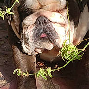 Taz is registered to the contest to win money with this photo: animal, bulldog, closeup, dog, face, flatbread, food, fur, ground, leaf, nature, outdoor, paw, pet, shadow, snout, sunlight, tongue, vine, wrinkles