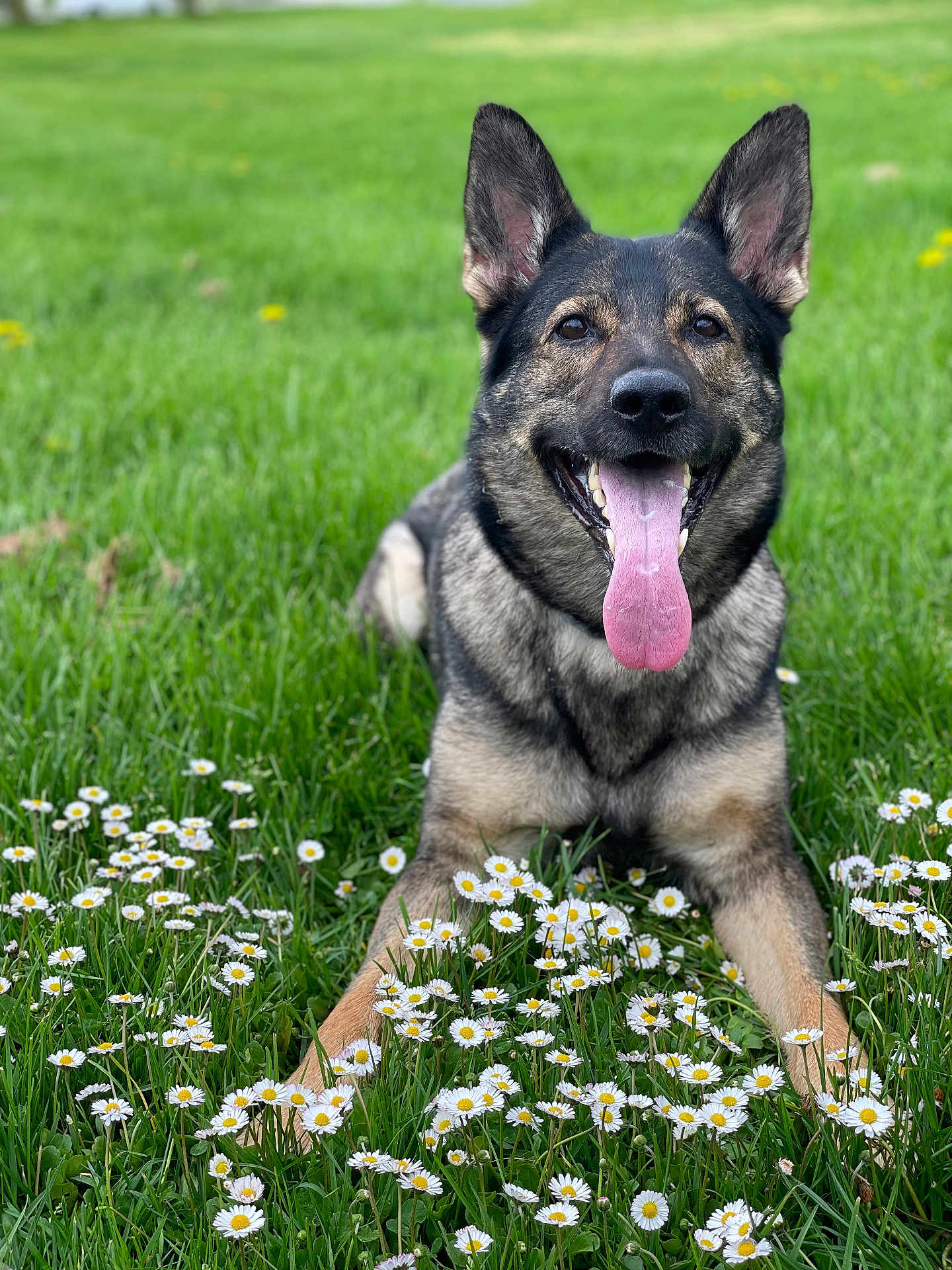 Bean is registered to the contest to win money with this photo: dog, german_shepherd, grass, daisies, tongue_out, happy, outdoor, nature, pet, animal, canine, smiling, ears, greenery, summer, field, laying_down, flora, spring, closeup