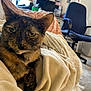 animal, blanket, carpet, cat, chair, close_up, comfort, cozy, curtain, desk, feline, fur, home, indoor, living_room, pet, relaxed, resting, tortoiseshell, window