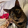 Gracie is registered to the contest to win money with this photo: bed, bedding, blanket, cat, close_up, curious, ear, eyes, fabric, fur, home, indoor, pet, pillow, portrait, remote_control, sitting, tortoiseshell, towel, whiskers