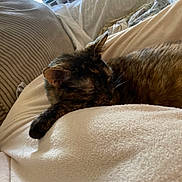 Gracie joined the competition — help win amazing prizes! cat, tortoiseshell, sleeping, blanket, couch, indoor, cozy, fur, pet, resting, soft, comfort, furniture, relaxation, animal, domestic, closeup, warm, home, quiet