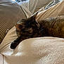 cat, tortoiseshell, sleeping, blanket, couch, indoor, cozy, fur, pet, resting, soft, comfort, furniture, relaxation, animal, domestic, closeup, warm, home, quiet