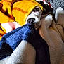 Champagne is registered to the contest to win money with this photo: dog, blanket, cozy, snuggled, pet, warm, indoor, soft, fur, curious, resting, cute, animal, comfort, relaxing, closeup, face, nose, eye, yellow_blanket