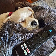 Champagne joined the competition — help win amazing prizes! dog, sleeping, blanket, remote_control, cozy, fur, nose, couch, home, relaxation, indoor, pet, rest, comfort, brown, wood_floor, living_room, close_up, insignia, electronics