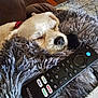 dog, sleeping, blanket, remote_control, cozy, fur, nose, couch, home, relaxation, indoor, pet, rest, comfort, brown, wood_floor, living_room, close_up, insignia, electronics