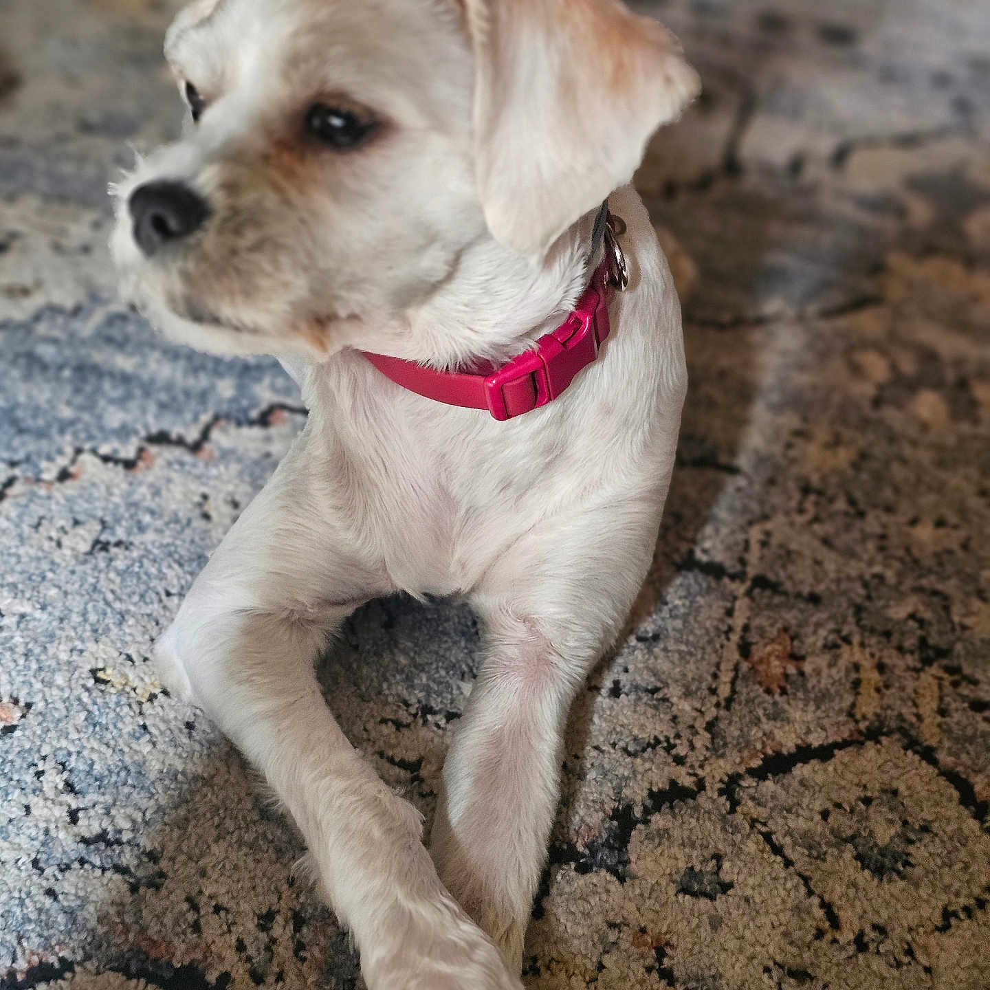 Champagne joined the competition — help win amazing prizes! animal, blurred_background, calm, carpet, close_up, collar, companion, crossed_legs, cute, dog, domestic_animal, fur, household, indoor, laying_down, mammal, pet, relaxed, small_dog, white_dog