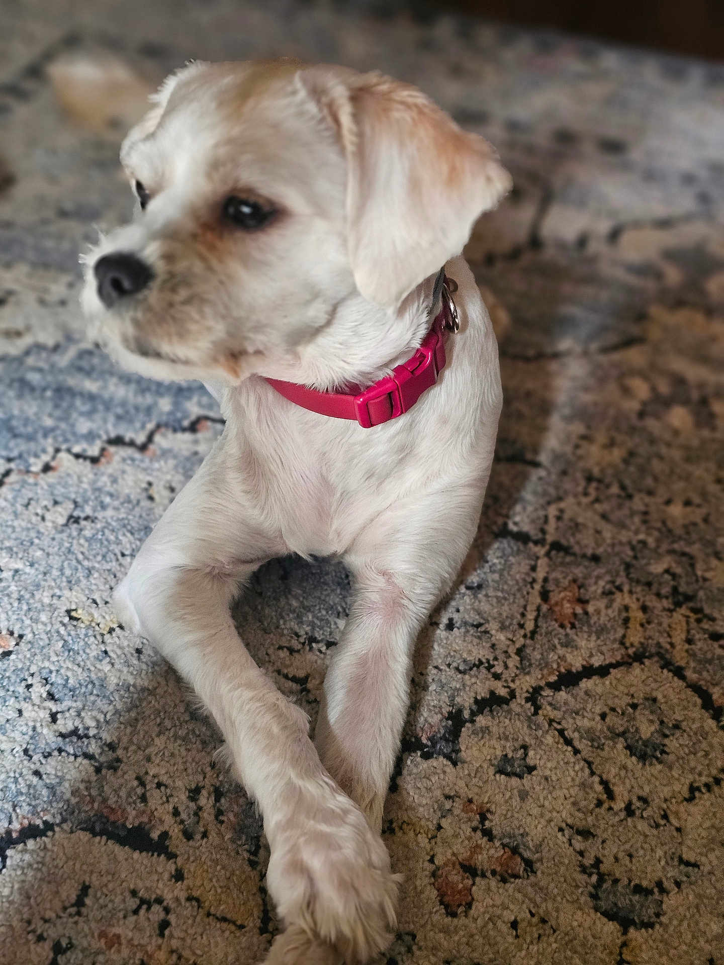 Champagne joined the competition — help win amazing prizes! dog, white_dog, pet, collar, carpet, indoor, animal, fur, small_dog, relaxed, crossed_legs, cute, domestic_animal, mammal, companion, laying_down, close_up, blurred_background, calm, household