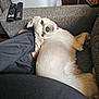 Champagne is registered to the contest to win money with this photo: dog, white_dog, couch, remote_control, person, lap, relaxed, indoor, furniture, beverage, glass, table, pet, resting, home, cozy, fur, collar, living_room, comfort