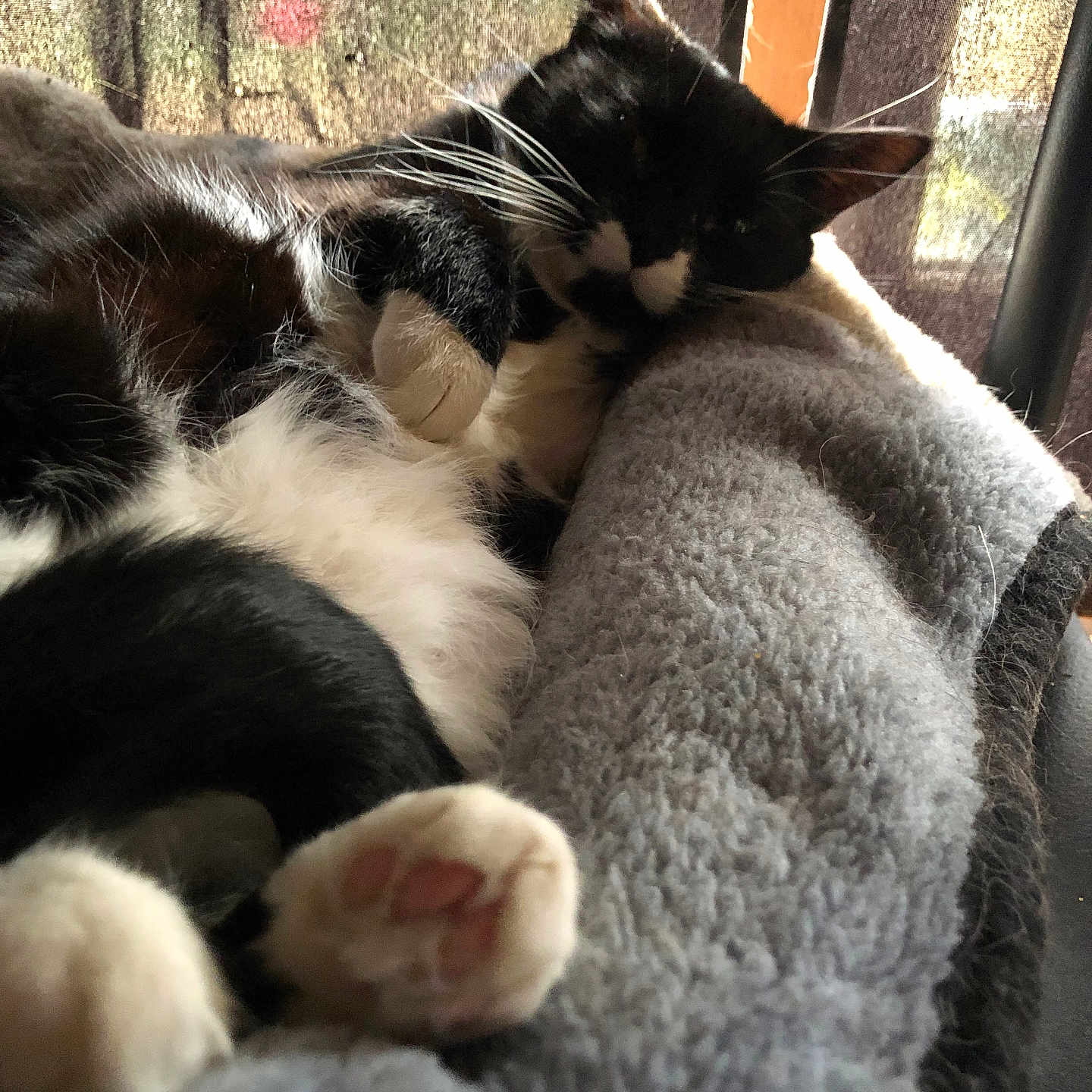 Mouse is registered to the contest to win money with this photo: abyssinian, animal, bed, bedroom, blackcat, blanket, cat, chair, couch, cushion, furniture, homedecor, indoors, kitten, manx, person, pet, quilt, room, sleeping