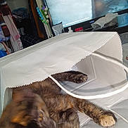 Charlotte joined the competition — help win amazing prizes! cat, tortoiseshell, paper_bag, bed, indoor, pet, playful, feline, paw, tongue, television, furniture, blanket, clutter, room, domestic, animal, resting, curious, household