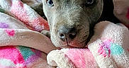 Diesel joined the competition — help win amazing prizes! animal, blanket, closeup, colorful, comfort, cozy, cute, dog, ears, eyes, face, fur, indoors, nose, pet, portrait, puppy, resting, snuggled, soft