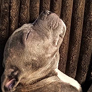 Diesel joined the competition — help win amazing prizes! animal, brown_background, canine, close_up, dog, ear, fur, grey_coat, indoors, light, peaceful, pet, portrait, relaxed, resting, shadow, sleeping, snout, texture, whiskers