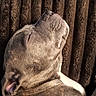 animal, brown_background, canine, close_up, dog, ear, fur, grey_coat, indoors, light, peaceful, pet, portrait, relaxed, resting, shadow, sleeping, snout, texture, whiskers