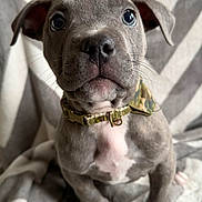 Diesel joined the competition — help win amazing prizes! dog, puppy, portrait, close_up, gray_fur, blue_eyes, collar, camo_collar, paws, nose, whiskers, sitting, blanket, chevron_pattern, cozy, indoor, pet, attentive, cute, young