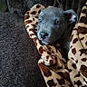 Diesel is registered to the contest to win money with this photo: animal, blanket, brown, comfort, couch, cozy, curious, cute, dog, fur, gray, home, indoor, leopard_print, pet, puppy, relaxed, snug, soft, young_dog