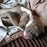 Diesel is registered to the contest to win money with this photo: animal, bed, blanket, brown, canine, comfort, cozy, cute, dog, fur, indoor, nap, peaceful, pet, relaxation, resting, sleeping, snuggling, soft, white