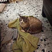 Tico a rejoint le concours — aidez-le/la à gagner de superbes lots ! cat, tabby, pet, towel, blanket, indoor, terrazzo_floor, couch, furniture, sitting, looking_at_camera, whiskers, paws, domestic_cat, cozy, living_room, portrait, relaxed, fur, sleepy