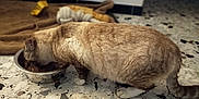 Tico participe au concours pour gagner de l'argent avec cette photo : cat, eating, food_bowl, tile_floor, indoor, pet, fur, feeding, bowl, blanket, toy, paw, striped, domestic_cat, home_interior, floor_tiles, meal_time, metal_bowl, loaf_posture, close_up