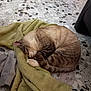 Tico a rejoint le concours — aidez-le/la à gagner de superbes lots ! cat, tabby_cat, sleeping_cat, curled_up, blanket, green_blanket, paw, whiskers, indoor, terrazzo_floor, tile_floor, cozy, nap, pet, fur, tail, close_up, relaxed, domestic_cat, furniture_corner