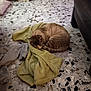 Tico a rejoint le concours — aidez-le/la à gagner de superbes lots ! cat, feline, sleeping, curled_up, green_towel, terrazzo_floor, tile, living_room, couch, pet, cozy, nap, domestic_animal, fur, whiskers, indoor, resting, blanket, floor, home