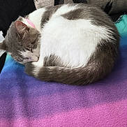 Snowy joined the competition — help win amazing prizes! animal, blanket, cat, colorful, cozy, curled_up, cute, domestic_animal, feline, fur, home, indoor, nap, patterned_pillow, pet, pink_collar, relaxed, resting, sleeping, soft_texture