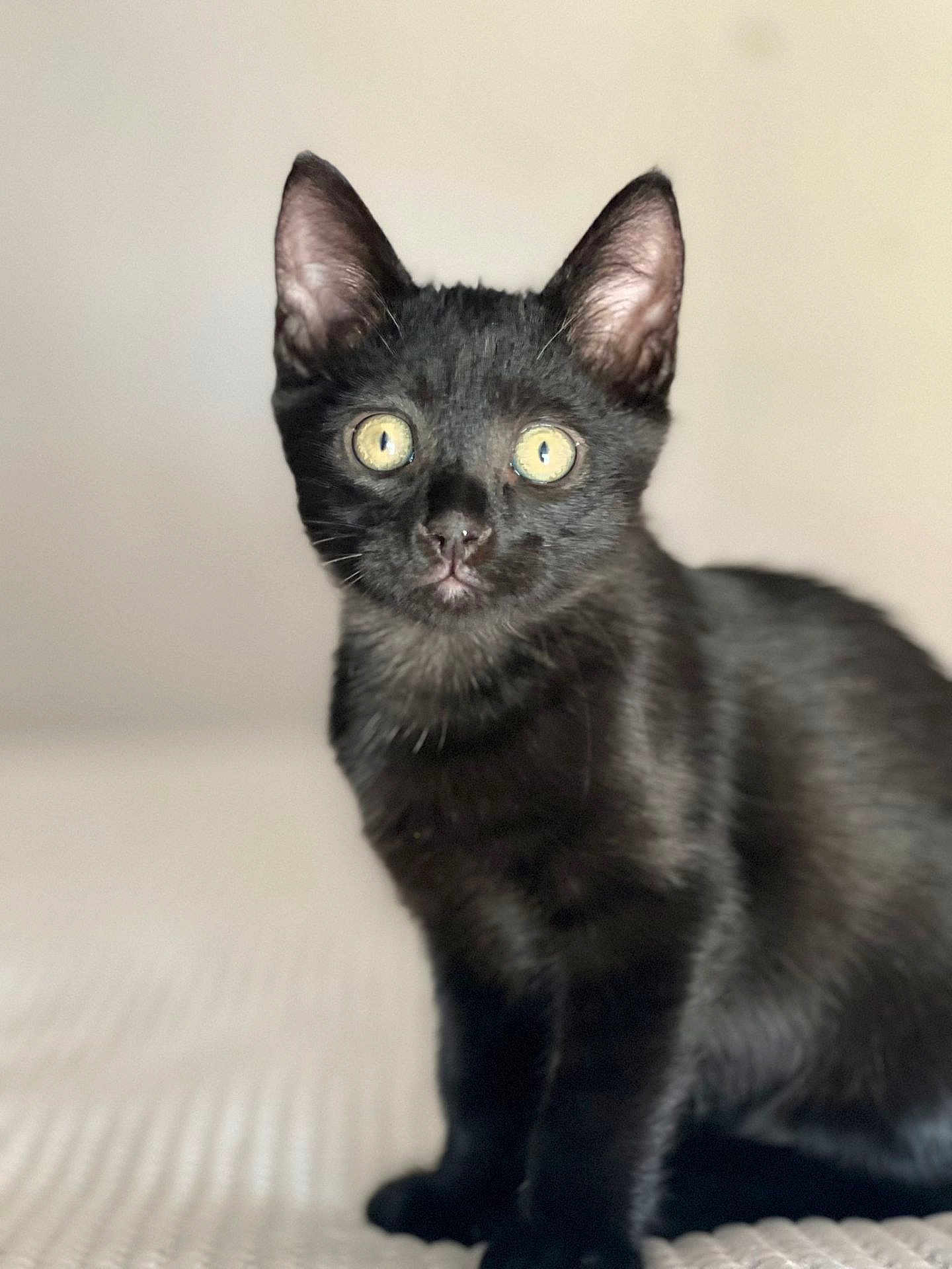Pepper
