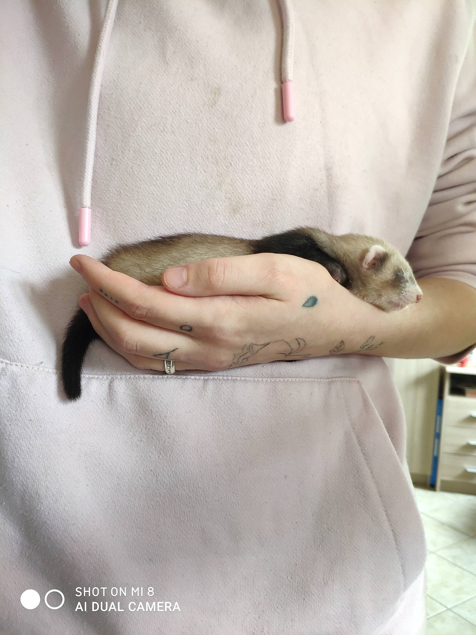 Navet participe au concours pour gagner de l'argent avec cette photo : cat, hand, rat