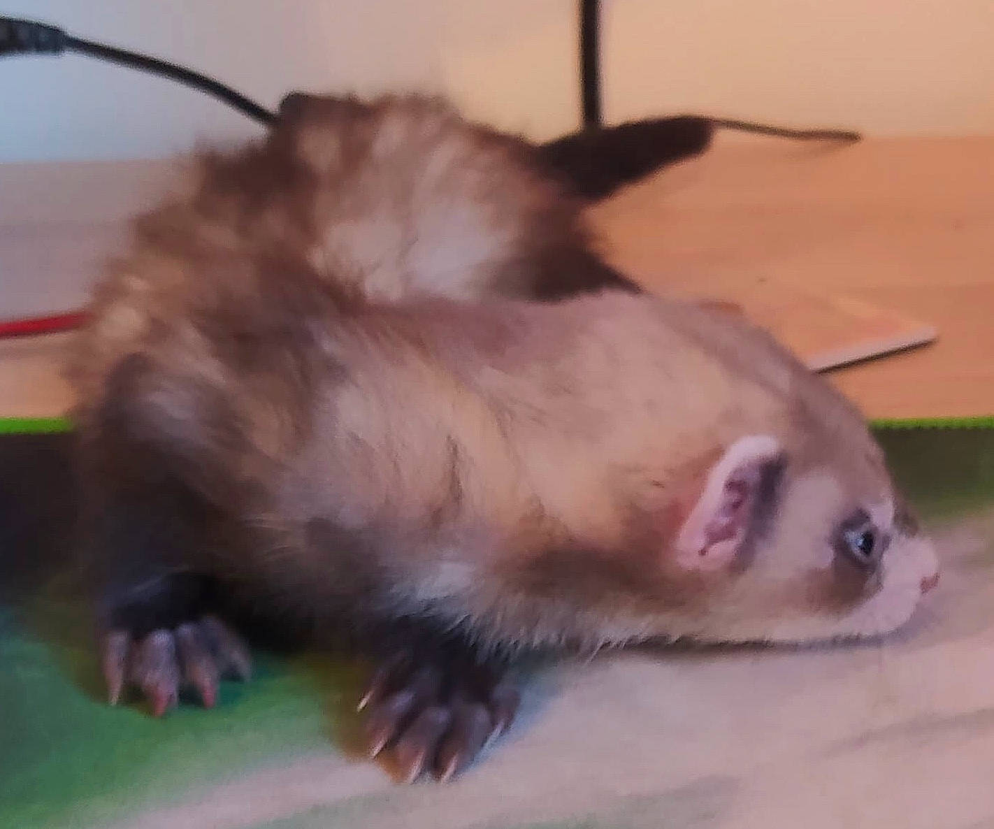 Navet participe au concours pour gagner de l'argent avec cette photo : black_footed_ferret, carnivore, claw, eye, fawn, ferret, iris, mammal, marsupial, marten, mink, mustelidae, mustelinae, polecat, snout, vertebrate, virginia_opossum, whiskers