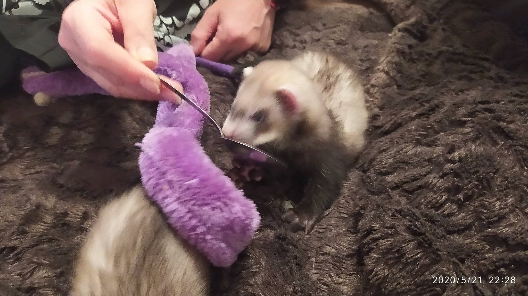 Navet participe au concours pour gagner de l'argent avec cette photo : carnivore, fawn, ferret, fur, mammal, mustelidae, mustelinae, polecat, vertebrate