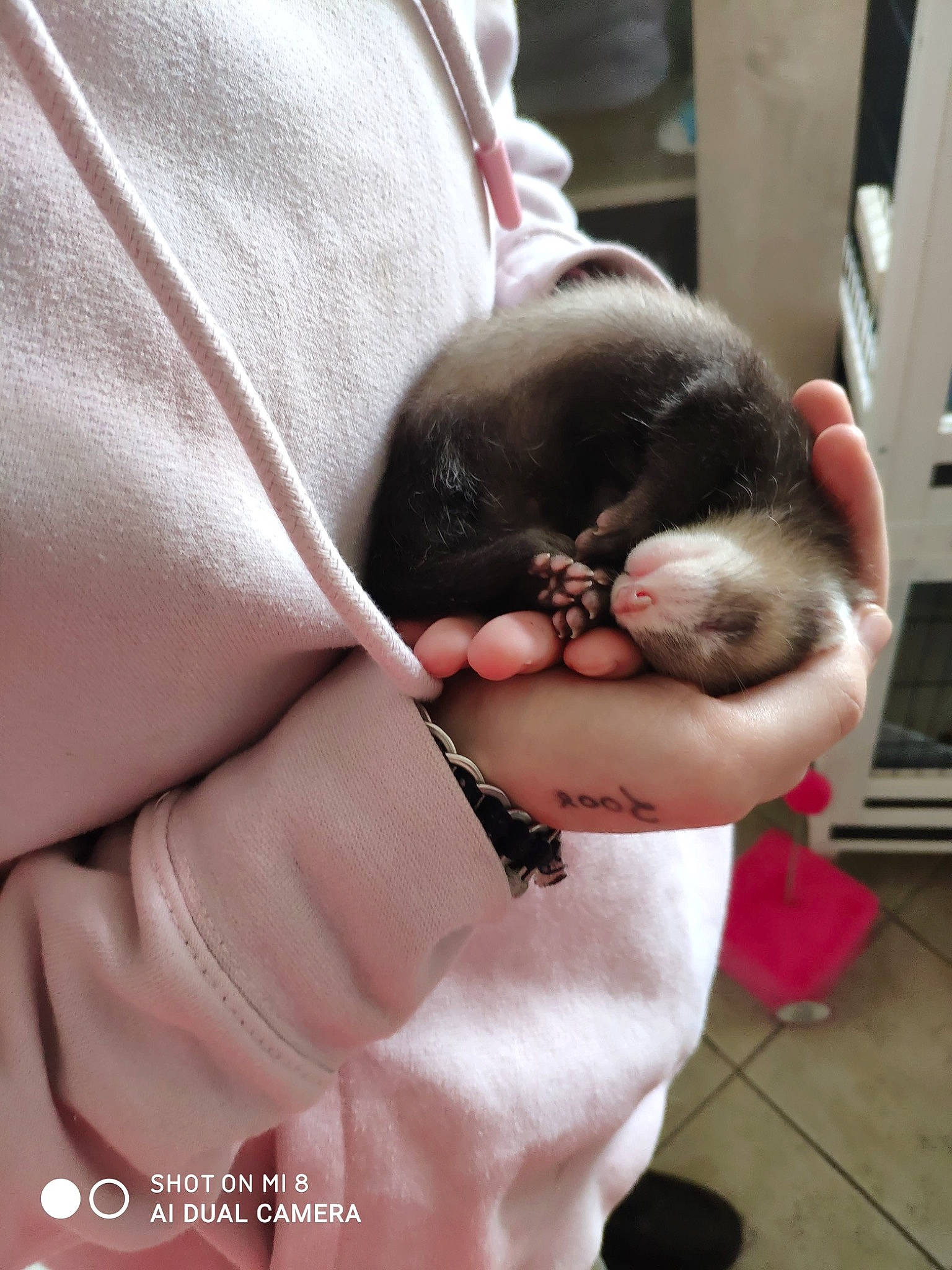 Navet participe au concours pour gagner de l'argent avec cette photo : child, ear, fawn, finger, hand, muridae, rat