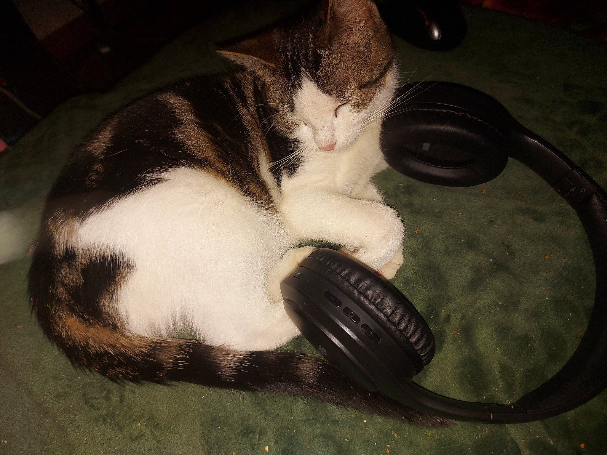 Jedi a rejoint le concours — aidez-le/la à gagner de superbes lots ! audio_equipment, carnivore, cat, comfort, domestic_short_haired_cat, ear, electronic_device, eye, felidae, foot, fur, human_body, human_leg, leg, paw, peripheral, small_to_medium_sized_cats, snout, tail, whiskers