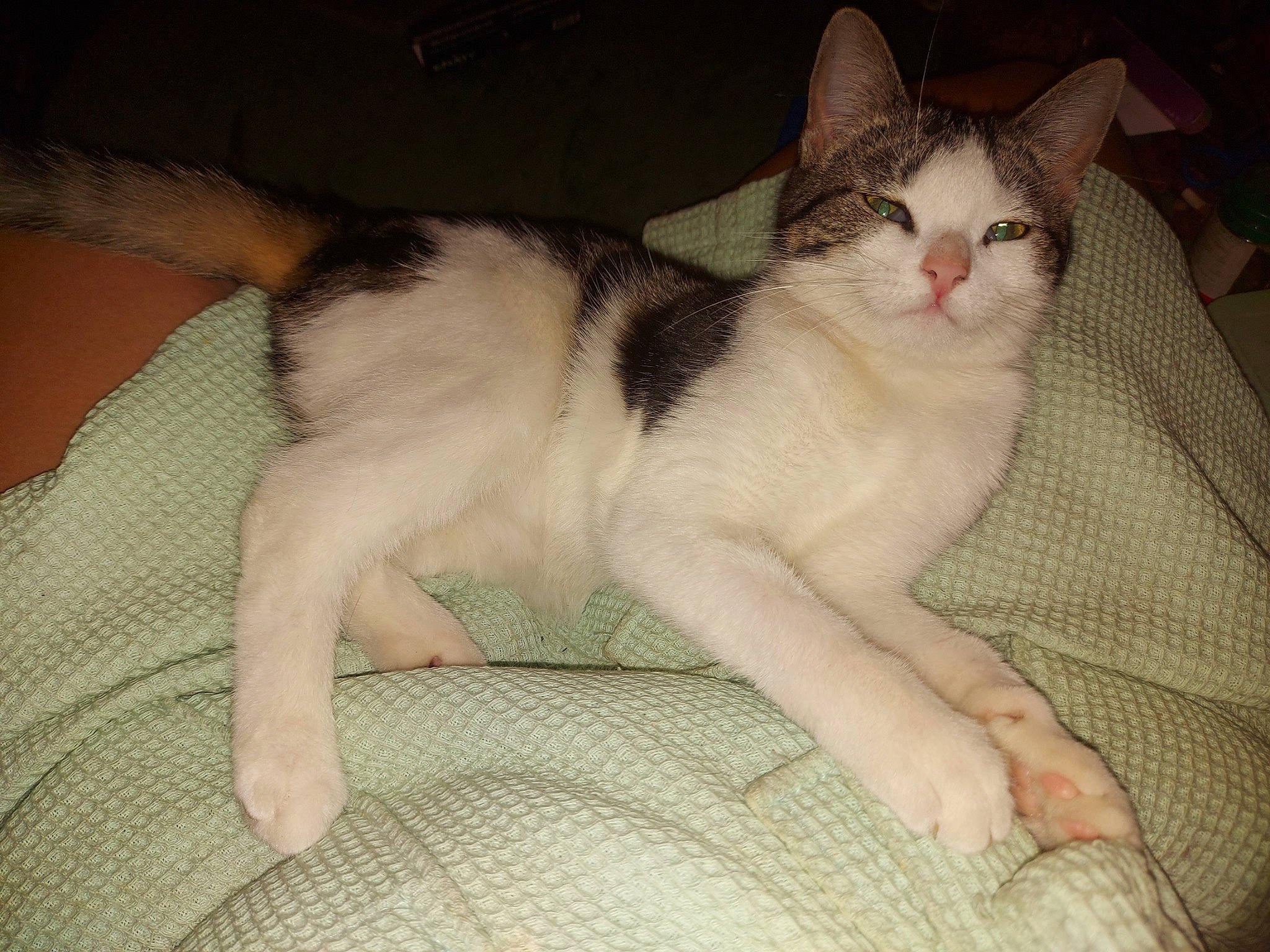 Jedi participe au concours pour gagner de l'argent avec cette photo : carnivore, cat, claw, comfort, domestic_short_haired_cat, fawn, felidae, foot, fur, human_leg, nap, paw, sitting, sleep, small_to_medium_sized_cats, snout, tail, whiskers