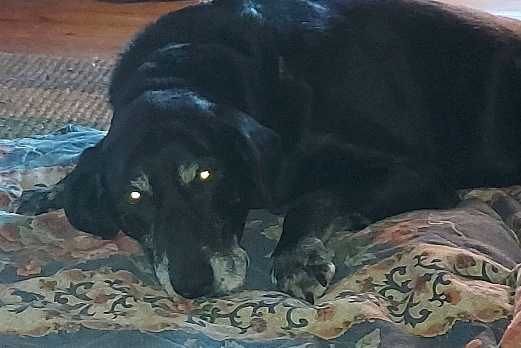 Apache a rejoint le concours — aidez-le/la à gagner de superbes lots ! art, borador, canidae, carnivore, comfort, companion_dog, dog, dog_breed, fur, guard_dog, gun_dog, labrador_retriever, painting, retriever, snout, sporting_group, terrestrial_animal, visual_arts, working_animal, working_dog