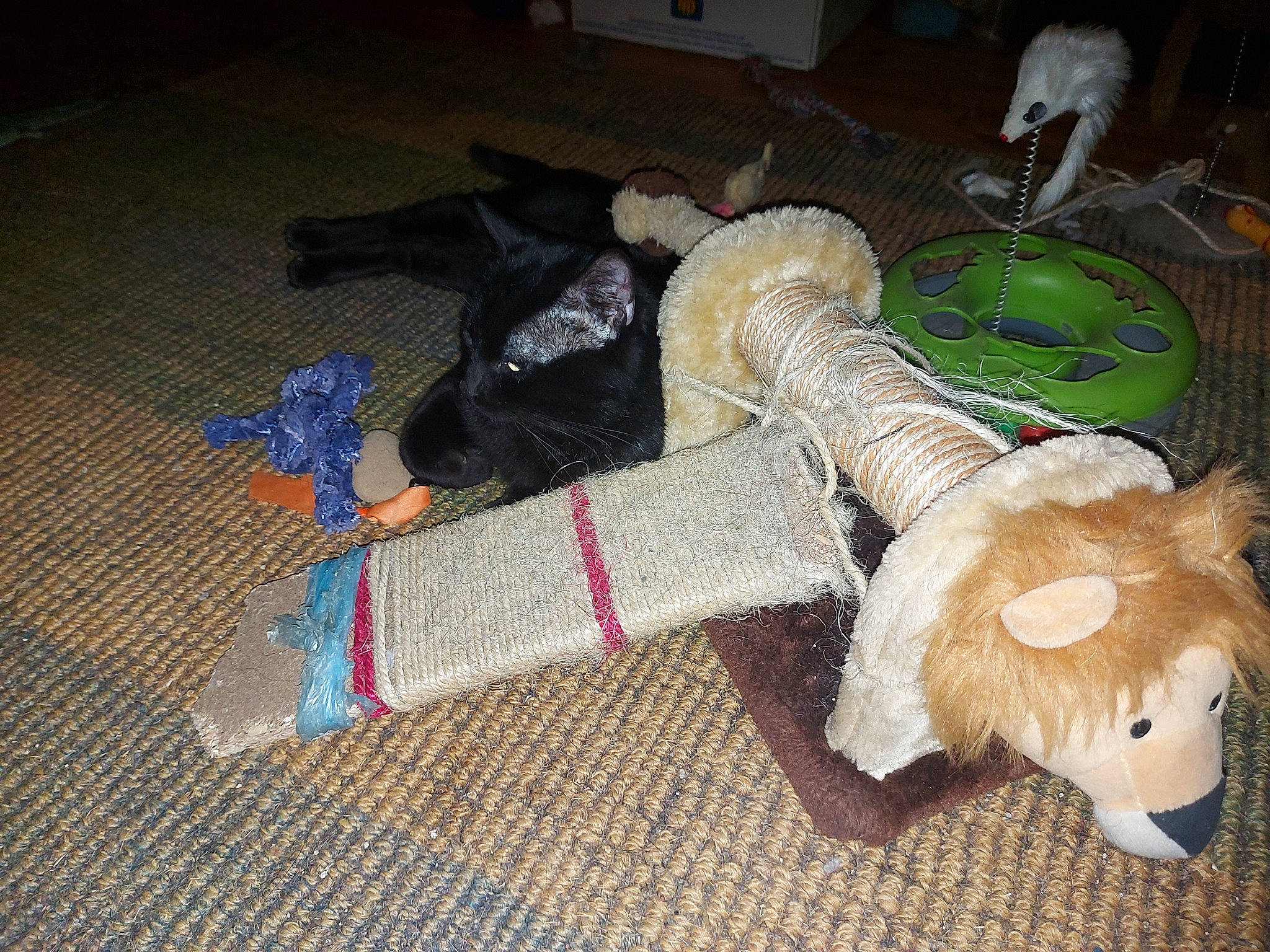 Beerus a rejoint le concours — aidez-le/la à gagner de superbes lots ! art, baby_toys, carmine, companion_dog, craft, creative_arts, fashion_accessory, fawn, flooring, fur, hardwood, mammal, room, stuffed_toy, tail, toy, wood, wool, woolen, working_animal