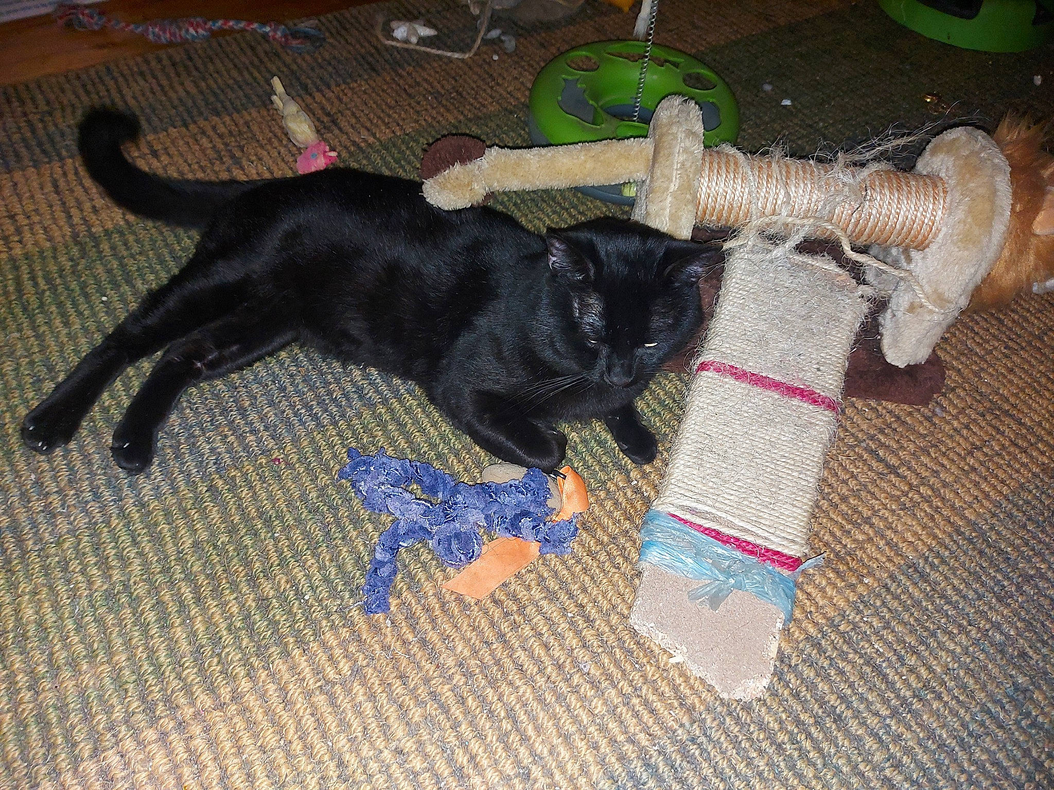 Beerus a rejoint le concours — aidez-le/la à gagner de superbes lots ! black_cat, bombay, canidae, carnivore, cat, cat_toy, claw, dog_breed, domestic_short_haired_cat, fawn, felidae, flooring, flowerpot, fur, houseplant, pet_supply, small_to_medium_sized_cats, sporting_group, tail, whiskers