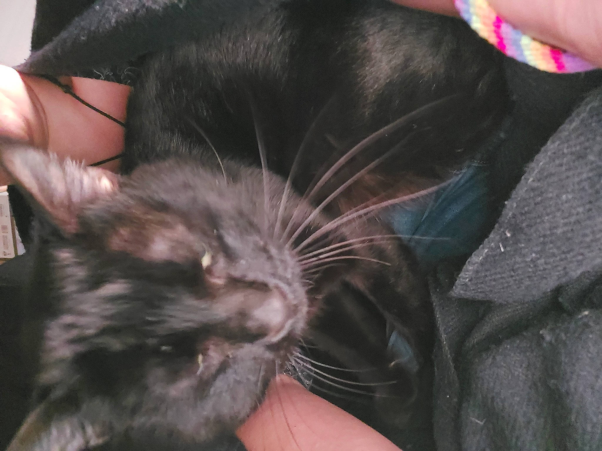 Beerus a rejoint le concours — aidez-le/la à gagner de superbes lots ! black_cat, bombay, carnivore, cat, claw, comfort, domestic_short_haired_cat, ear, felidae, foot, fur, gesture, nail, nap, paw, sleep, small_to_medium_sized_cats, snout, tail, whiskers